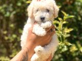 Beyaz Poodle