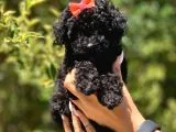 Siyah Poodle