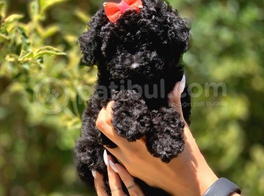 Siyah Poodle görsel