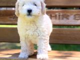 Beyaz Poodle