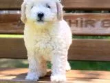 Beyaz Poodle