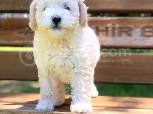 Beyaz Poodle