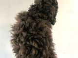 Silver Poodle