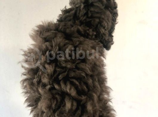 Silver Poodle görsel