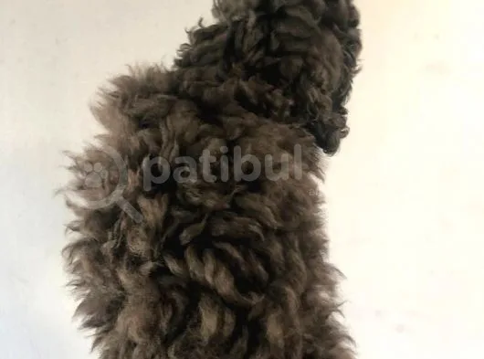 Silver Poodle