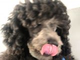 Silver Poodle