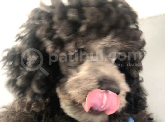 Silver Poodle görsel