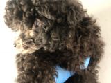 Silver Poodle