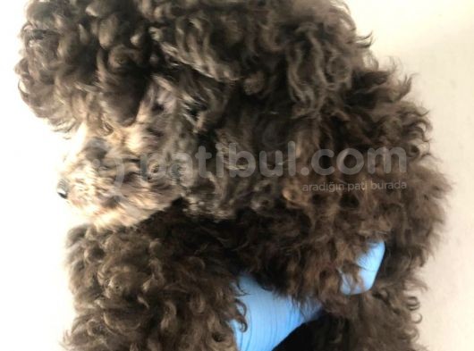 Silver Poodle görsel