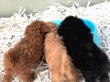 Apricot Toy Poodle