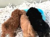 Apricot Toy Poodle