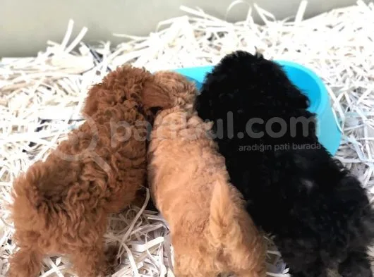 Apricot Toy Poodle