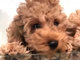 Apricot Toy Poodle