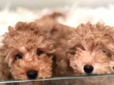 Apricot Toy Poodle