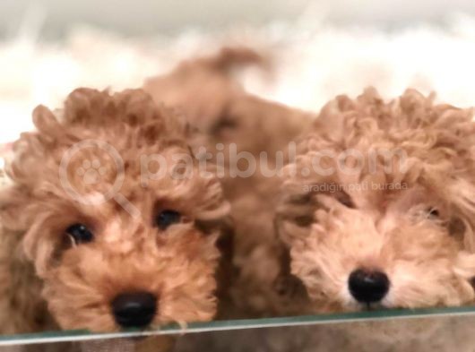 Apricot Toy Poodle görsel