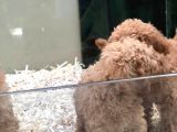 Apricot Toy Poodle