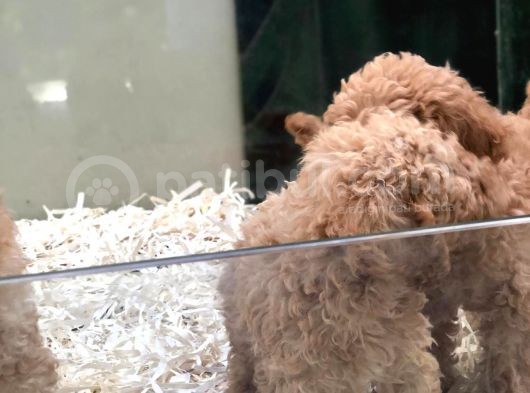 Apricot Toy Poodle görsel