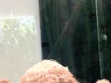 Apricot Toy Poodle
