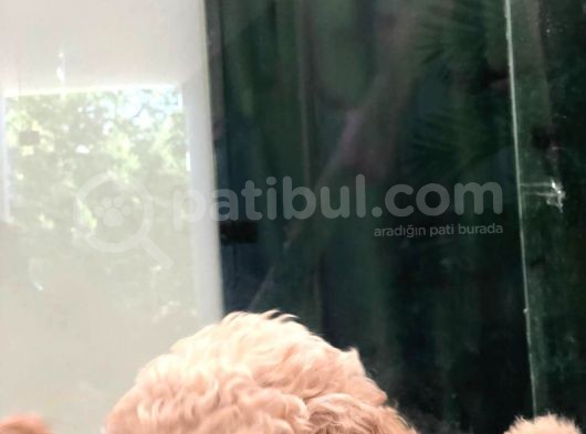 Apricot Toy Poodle görsel