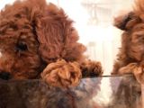 Red Toy Poodle