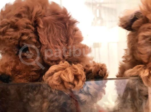 Red Toy Poodle görsel