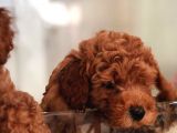 Red Toy Poodle