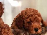 Red Toy Poodle