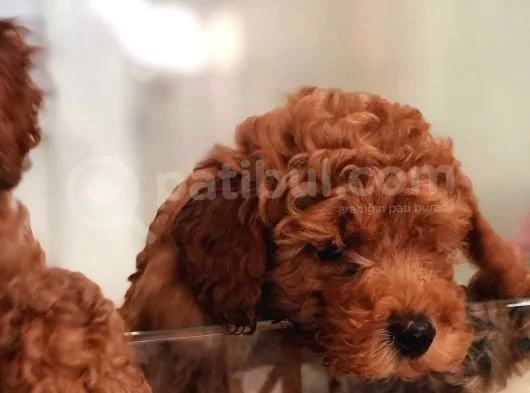 Red Toy Poodle