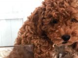 Red Toy Poodle