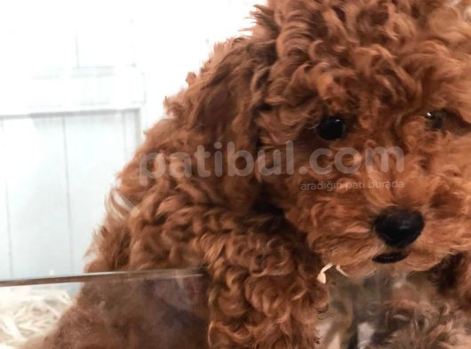 Red Toy Poodle görsel
