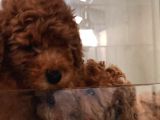 Red Toy Poodle