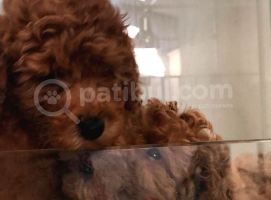 Red Toy Poodle görsel