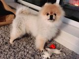 Pomerani̇an Boo Yavrulari