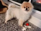 POMERANİAN BOO YAVRULARI