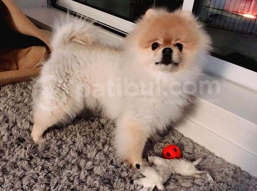 Pomerani̇an Boo Yavrulari görsel