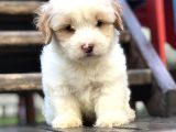 Irk Ve Sağlık Garantili Maltipoo Yavrular