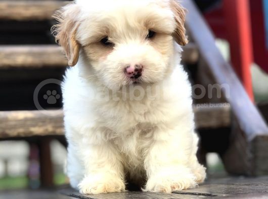 Irk Ve Sağlık Garantili Maltipoo Yavrular görsel