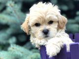 Özel Üretim Maltipoo Yavrular