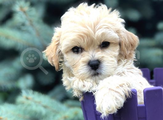 Özel Üretim Maltipoo Yavrular görsel