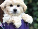 Maltipoo Yavrular