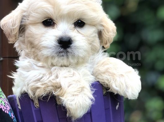Maltipoo Yavrular görsel