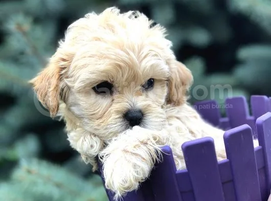 Özel Üretim Maltipoo Yavrular