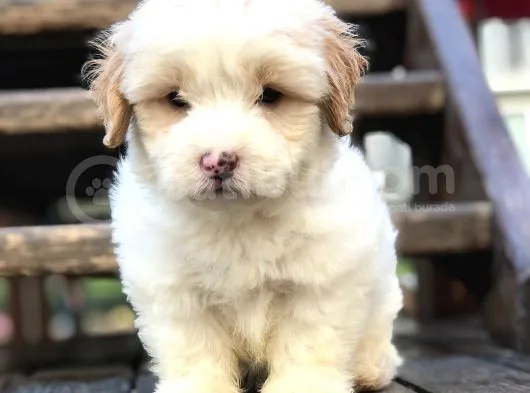 Irk Ve Sağlık Garantili Maltipoo Yavrular