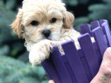 Özel Üretim Maltipoo Yavrular