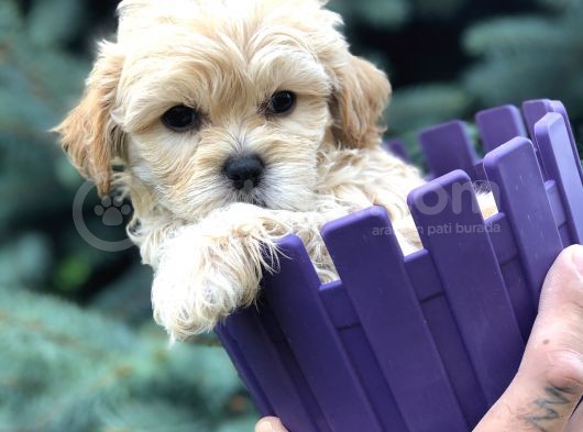 Özel Üretim Maltipoo Yavrular görsel