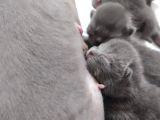 British Shorthair Bebeklerimiz Yeni Ailelerini Bekliyor