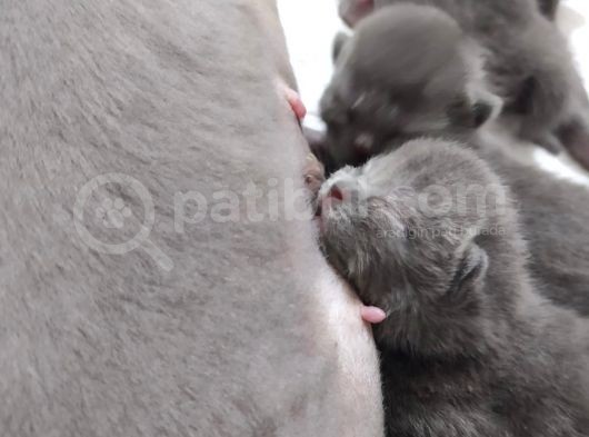 British Shorthair Bebeklerimiz Yeni Ailelerini Bekliyor görsel