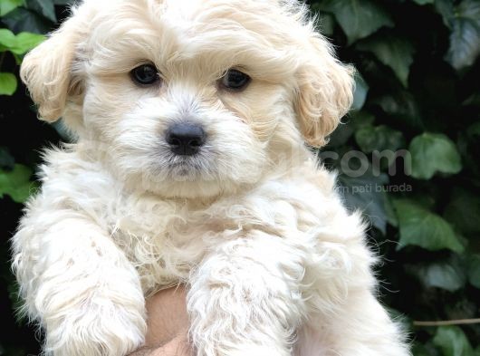 Maltipoo Yavrular görsel