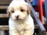 Irk Ve Sağlık Garantili Maltipoo Yavrular