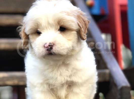 Irk Ve Sağlık Garantili Maltipoo Yavrular görsel